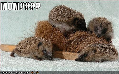 [funny-pictures-porcupine-brush.jpg]