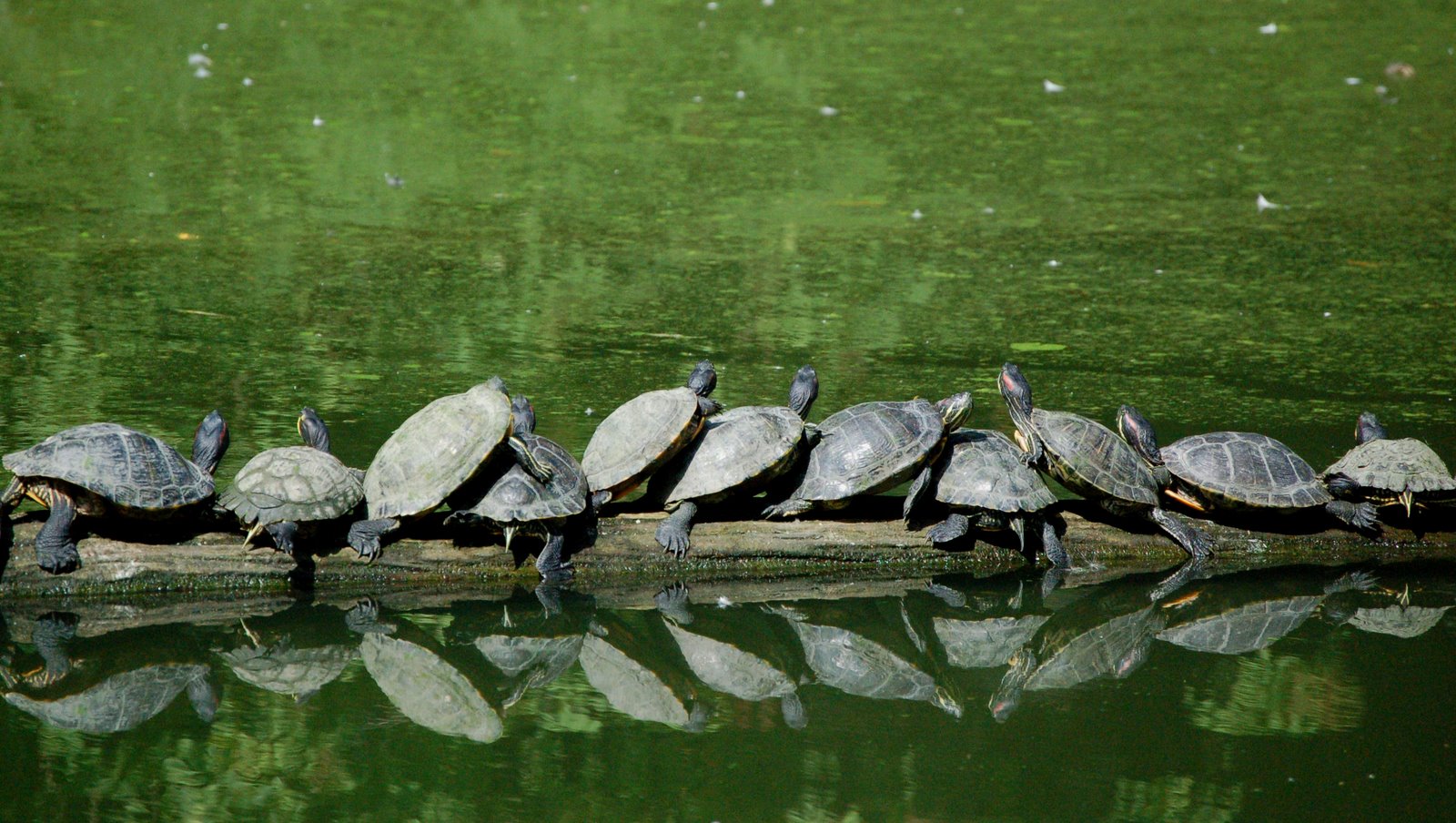 [turtle+row.jpg]