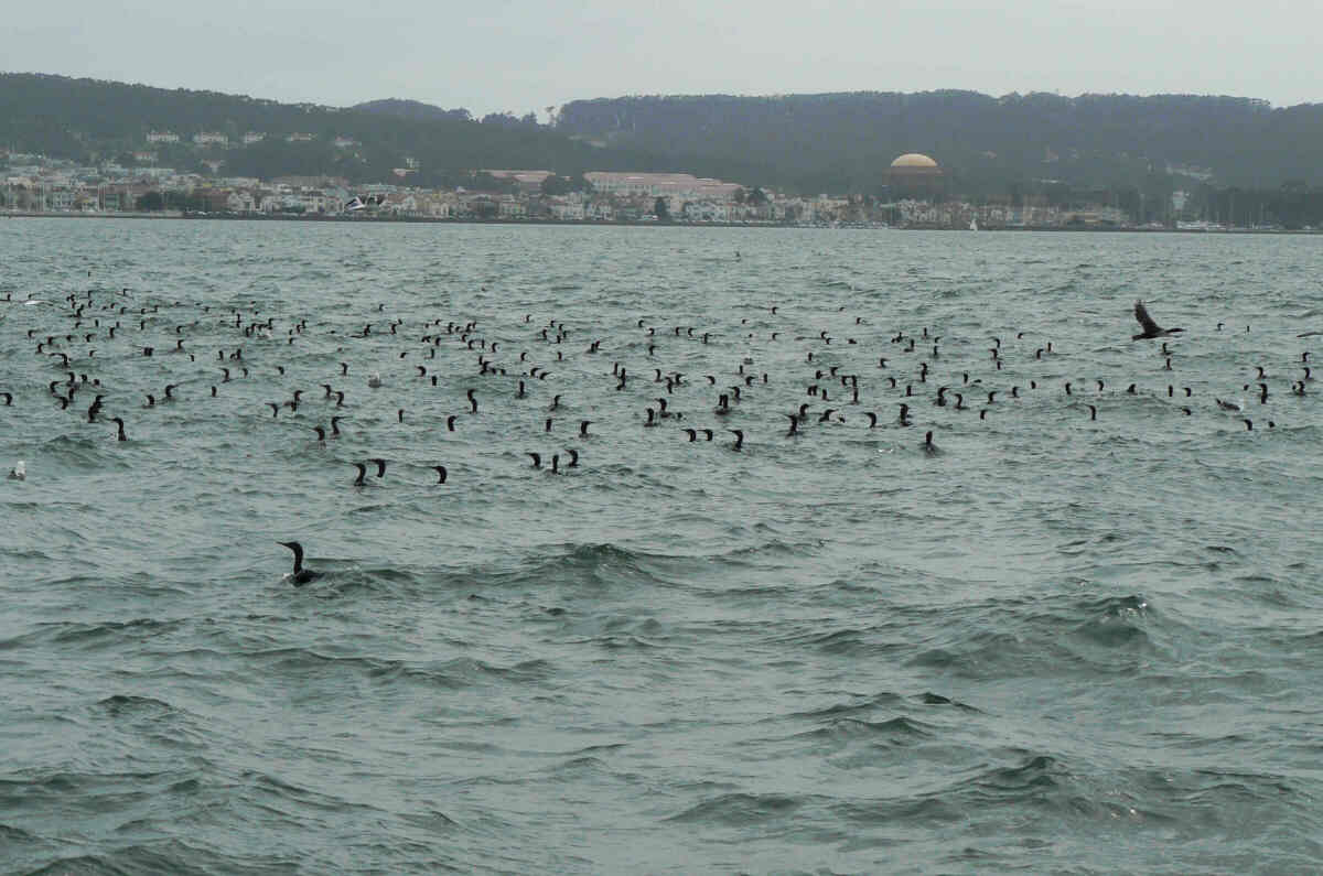 [11+cormorants+on+the+water.jpg]