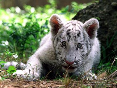 [White+tiger+cub+stalking.JPG]