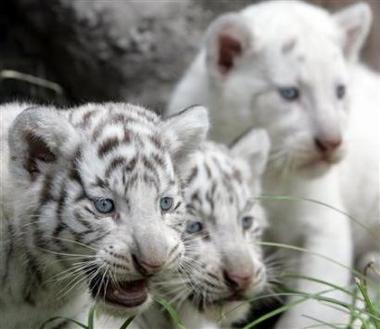 [White+Tiger+Cubs.JPG]