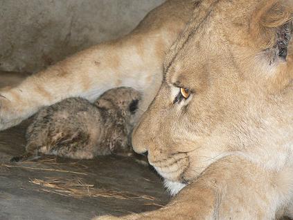 [Lion+cub+feeding.JPG]