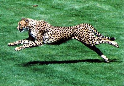 [The+Cheetah.JPG]