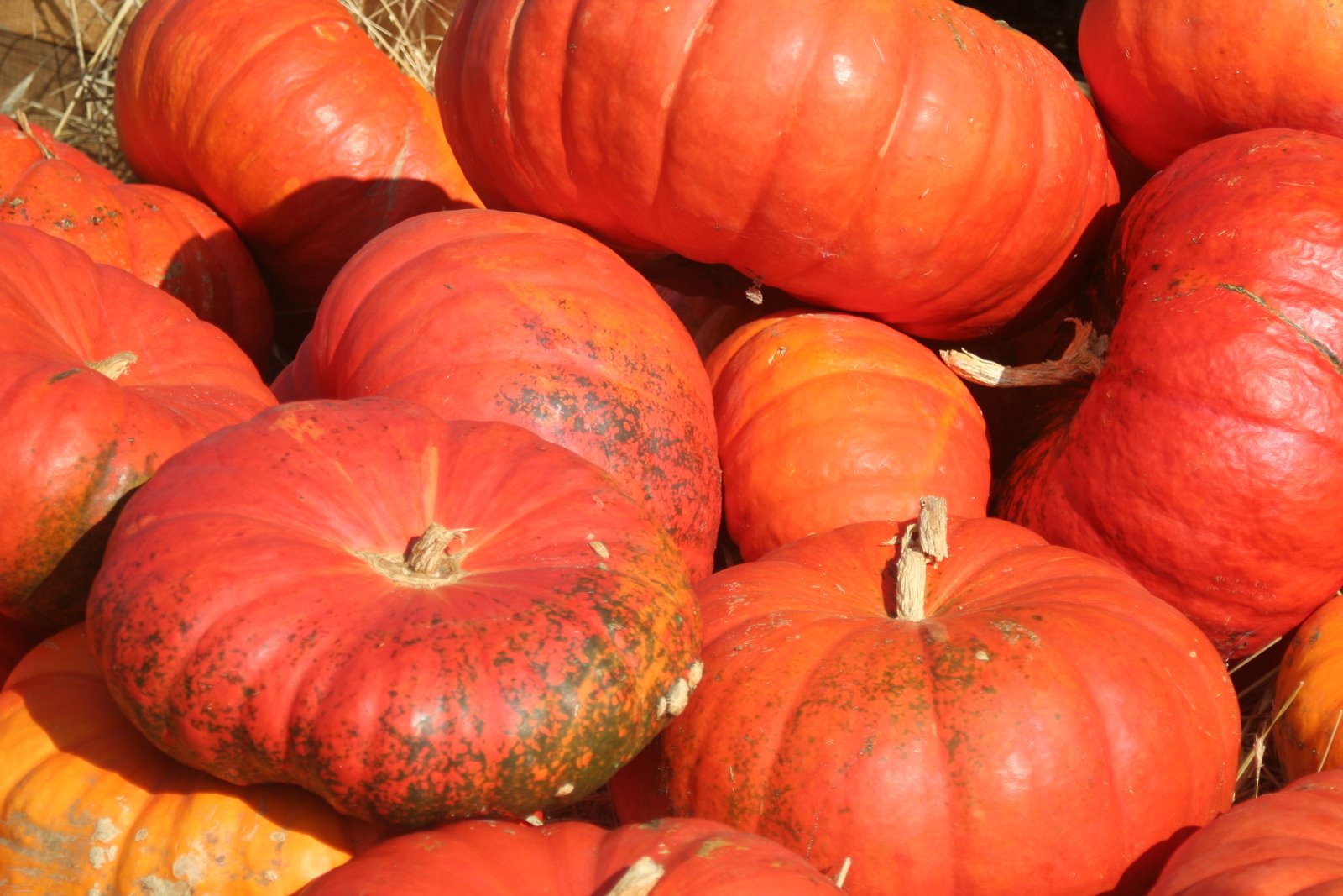 [October,+pumpkin+patch+010.jpg]