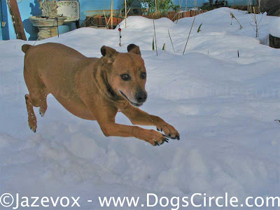 cute dog photography in the snow dogs picture dogs pictures animal images animals image