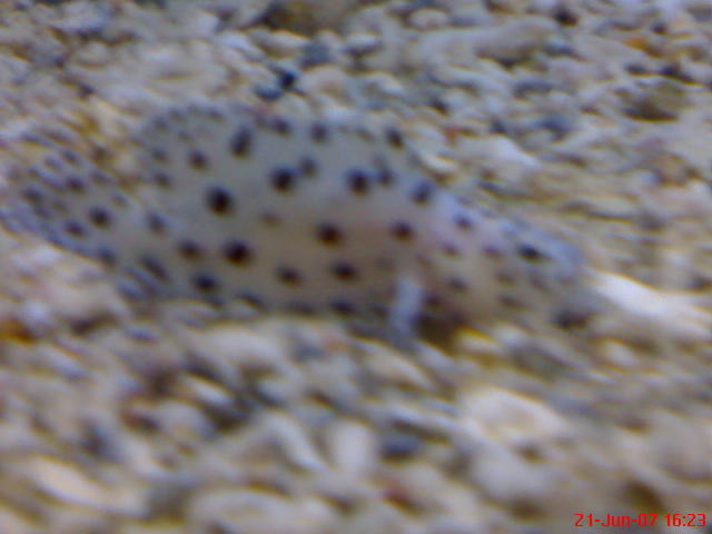 [spotted+grouper+2.JPG]