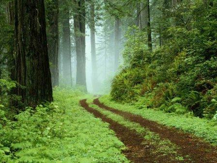 [forest+path.jpg]