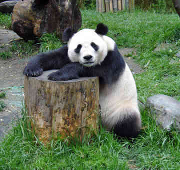 [panda-bear.jpg]