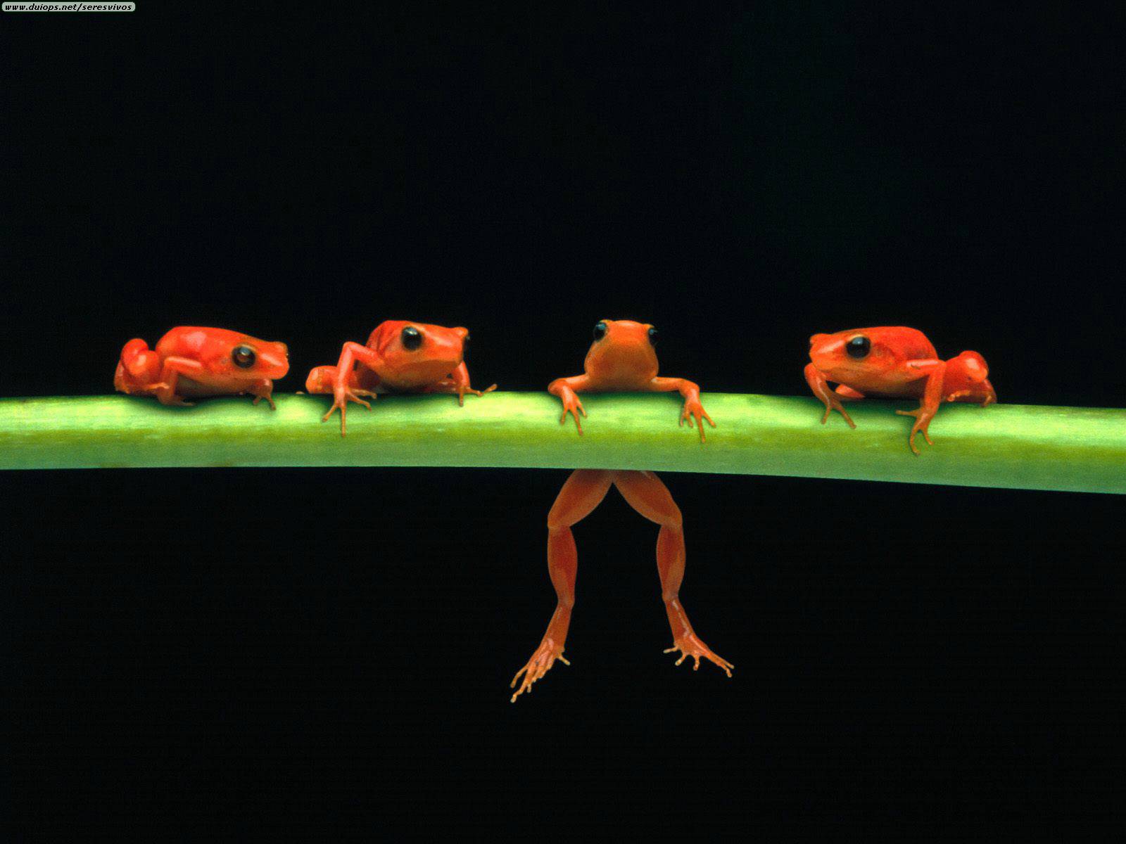 [Hang+in+There,+Red+Tree+Frogs.jpg]