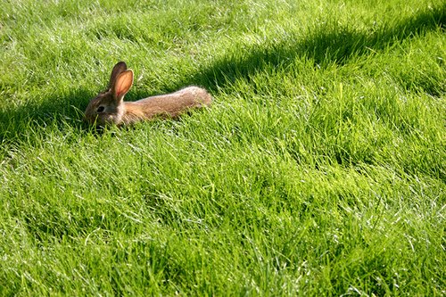 [Easter+bunny+grass.jpg]