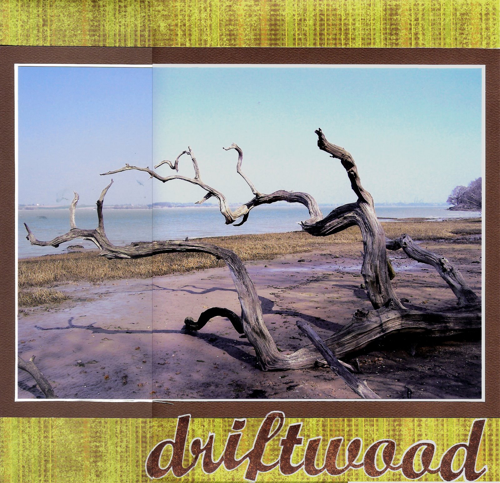 [driftwood.jpg]