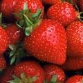[strawberry.jpg]