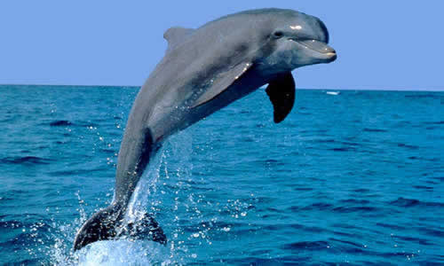 [delfin.jpg]