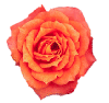 [coral+rose.gif]