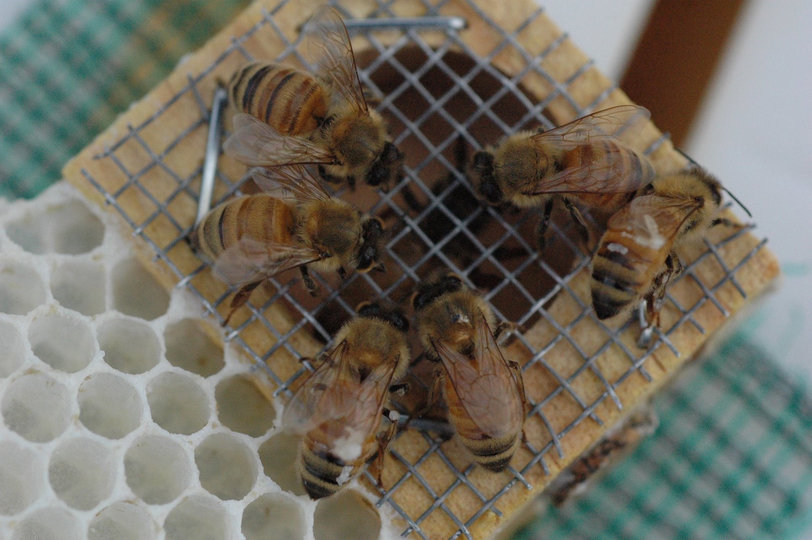 [bees+on+queen1.JPG]