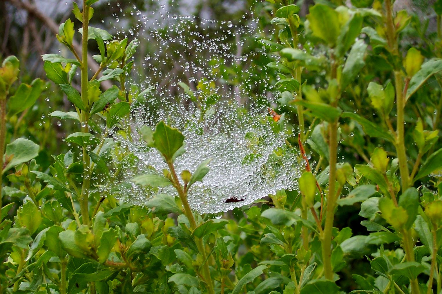 [Spider+Web+Dew+3.jpg]