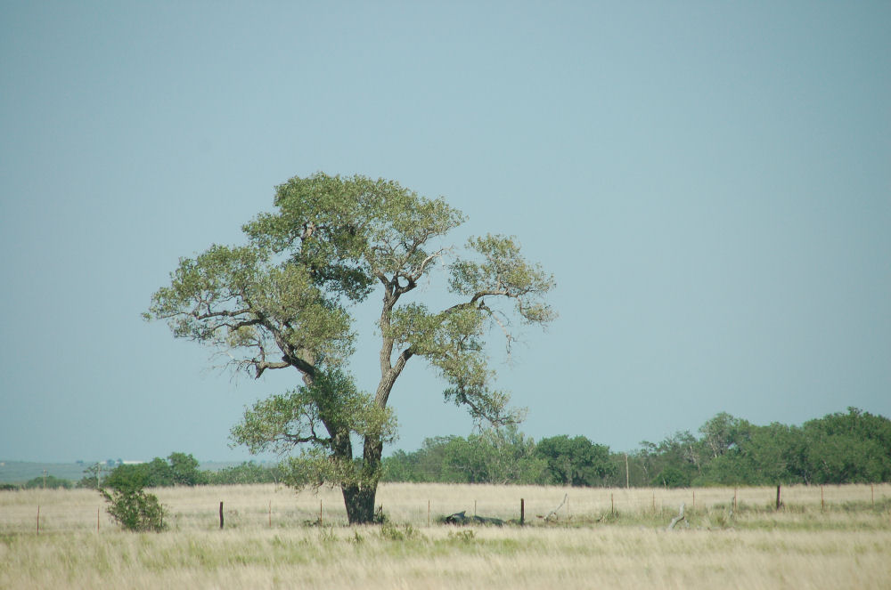 [Cottonwood+Tree.jpg]