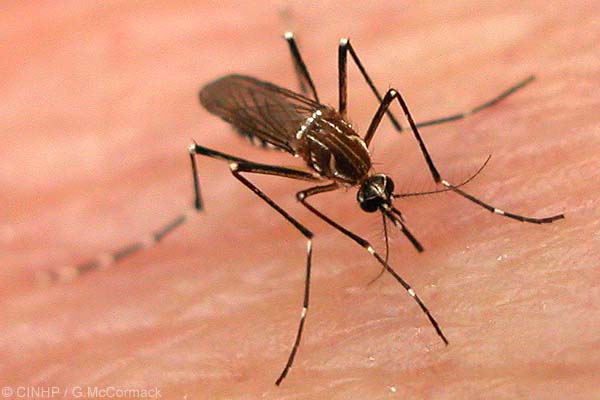 [mosquito+da+dengue+-+Aede-aegy.jpg]