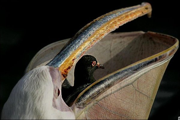[pelican-pigeon.jpg]