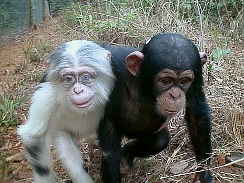 [monkey_one_black_one_white_albino_chimp.jpg]