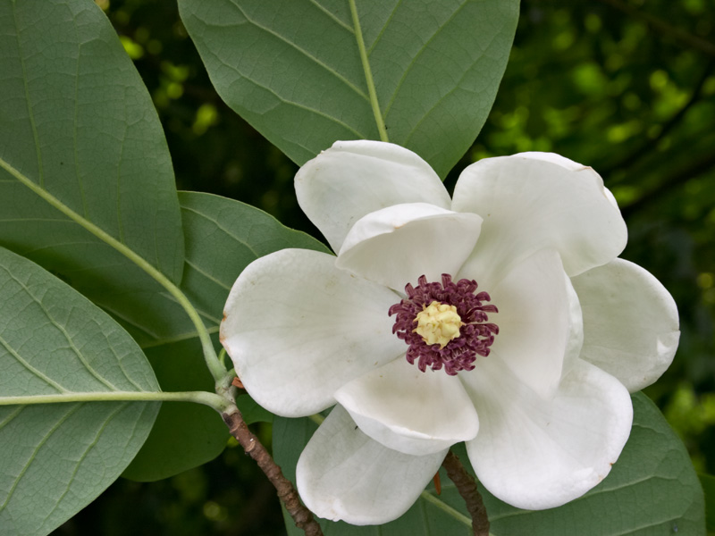[magnolia_sieboldii2.jpg]