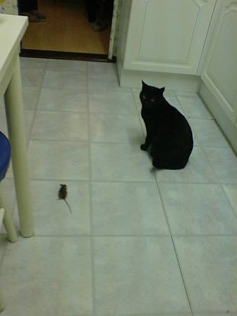 [Cat+and+Mouse.jpg]
