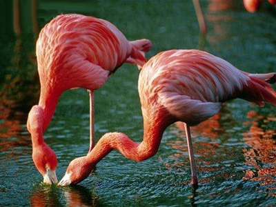 [flamingo-two.jpg]