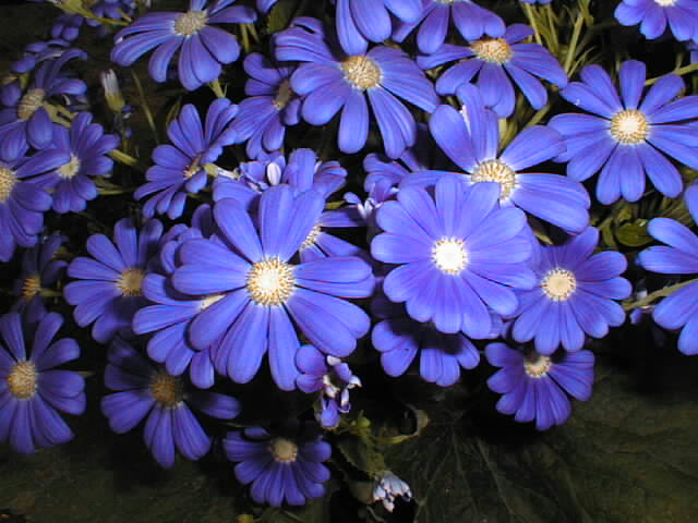 [Blueflowers.jpg]