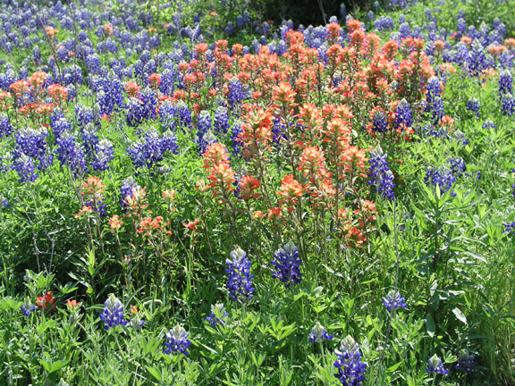 [texas+wild+flowers.jpg]