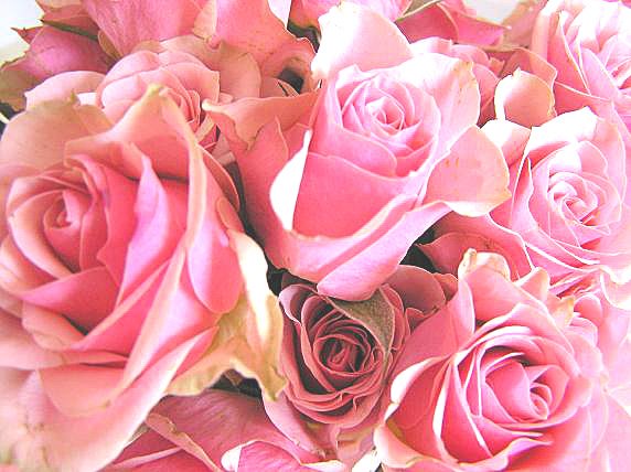 [Pink+Roses+Closeup+1.JPG]