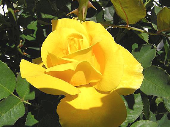 [Yellow+Roses+3.JPG]