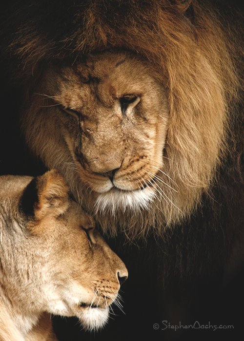 [ams-lion-love.jpg]