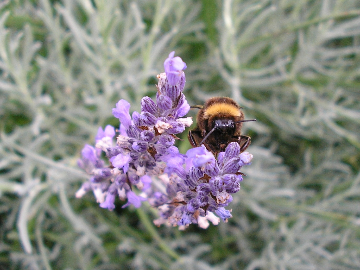 [Bee+and+Lavender.JPG]