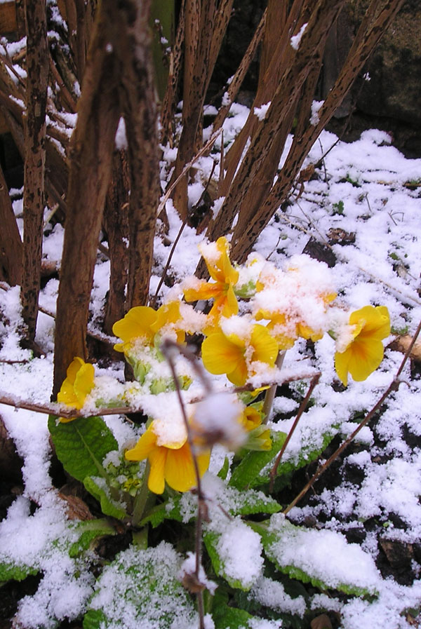 [snow+primrose+under+bush.jpg]