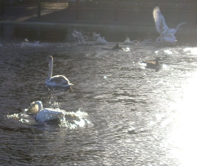 [swans+pond+movement.jpg]