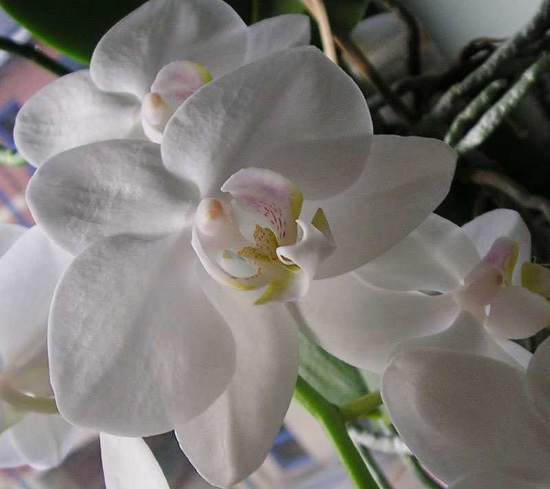 [jan+2008+orchid+2.jpg]
