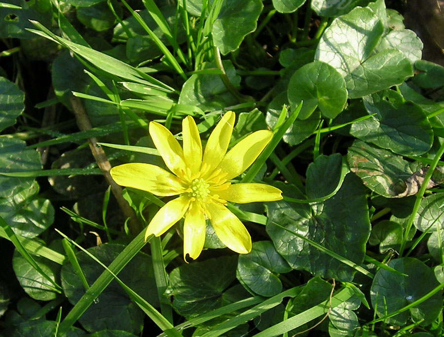 [yellow+spring+flower.jpg]