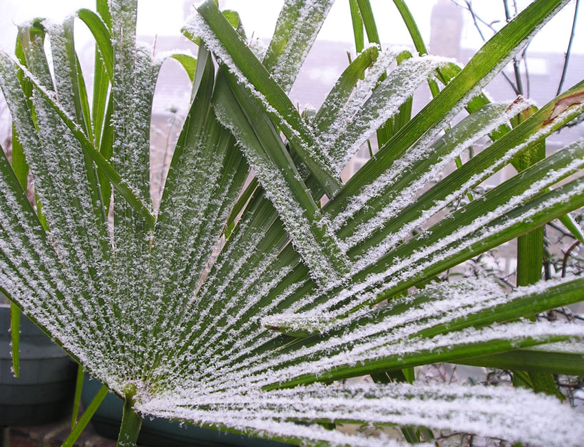 [frosted+palm+leaf.jpg]