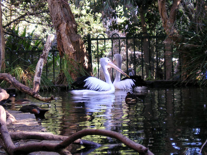[sydney+zoo+2+pelicans.jpg]