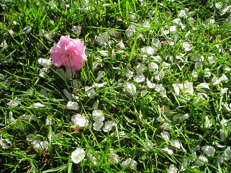 [white+pink+blossom+grass+weston.jpg]