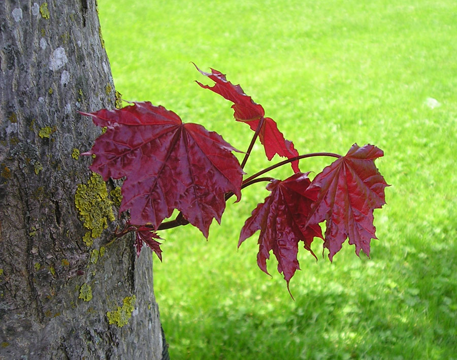 [young+red+leaves.jpg]