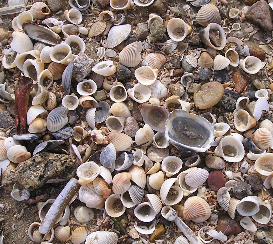 [sea+shells+on+teh+sea+shore.jpg]