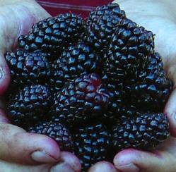 [Blackberries.jpg]