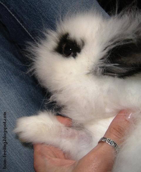 [Palmira+coelho+anão+rabbit+cute+sweet+litlle+bunny.JPG]