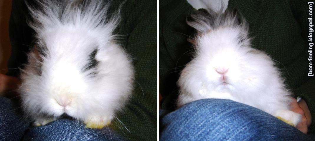 [coelho-anão+rabbit+cute+Palmira.JPG]