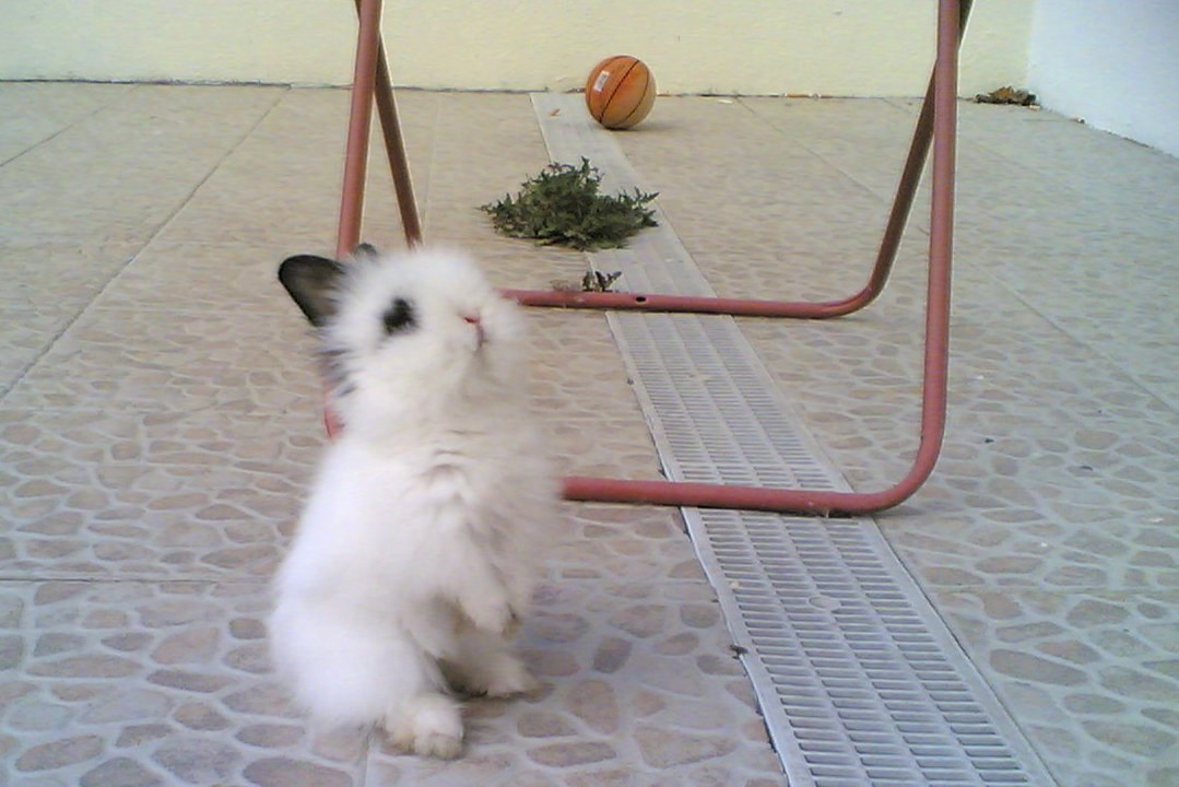 [coelho+anão+rabbit+cute+(2).jpg]
