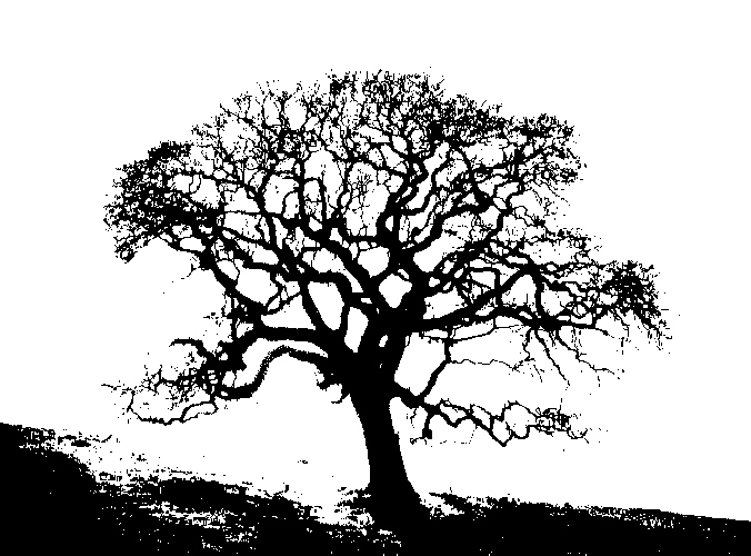 [tree+litho.jpg]