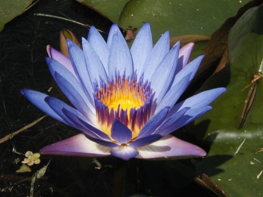[fleur-lotus-parc-ha-vietnam-445489.jpg]
