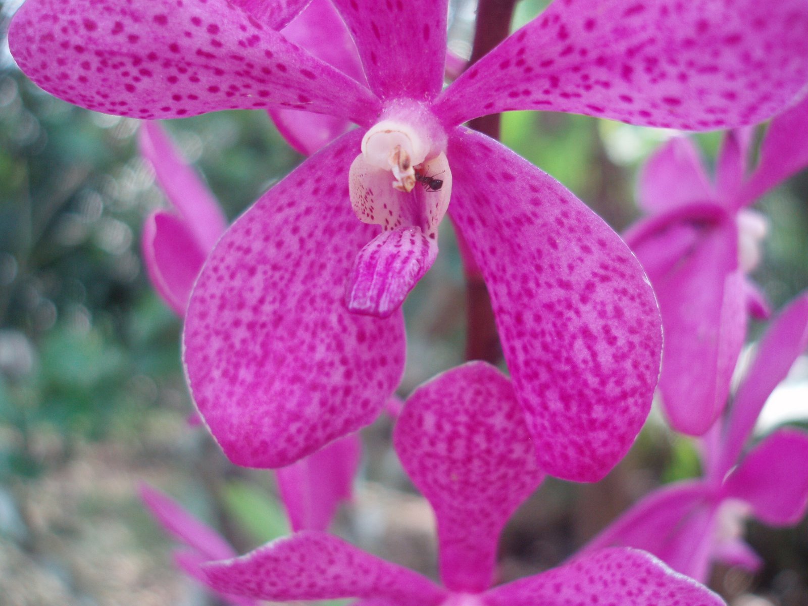 [orchid+purple.jpg]