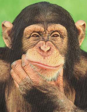 [chimpanzee_thinking_poster.jpg]